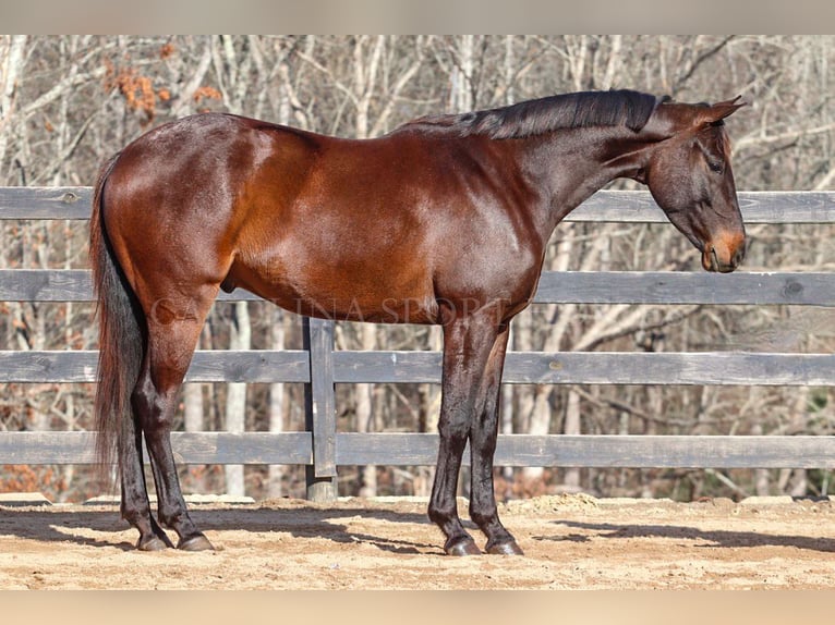 Paint Horse Castrone 3 Anni 155 cm Baio ciliegia in Clover, SC