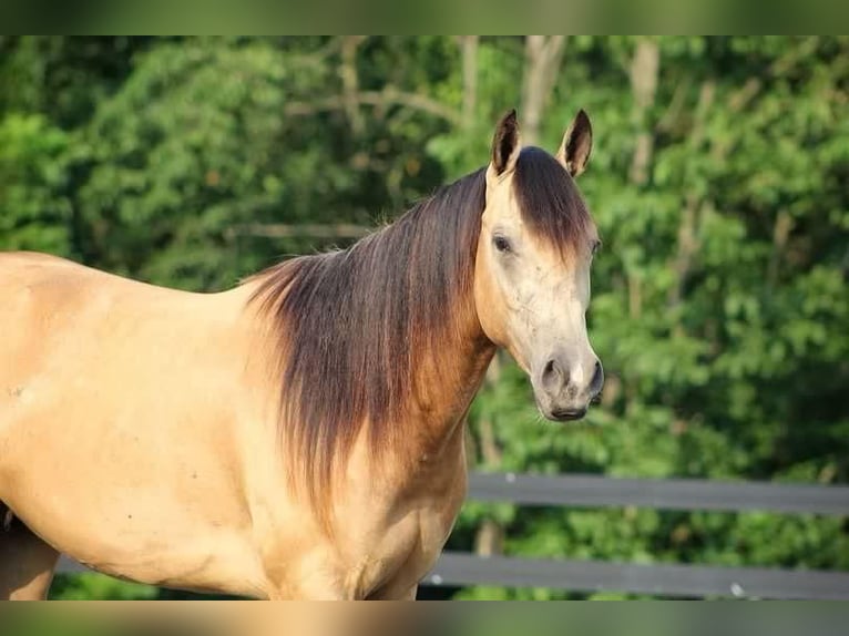 Paint Horse Castrone 3 Anni 155 cm Pelle di daino in New Holland, PA