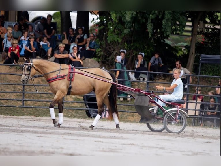 Paint Horse Castrone 3 Anni 155 cm Pelle di daino in New Holland, PA