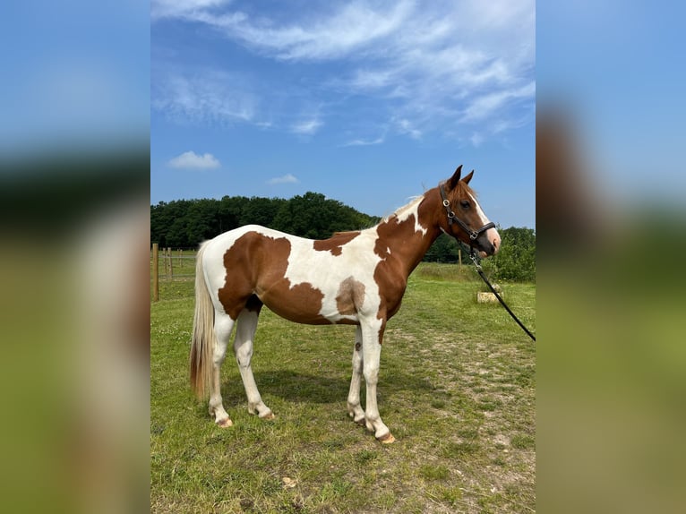 Paint Horse Castrone 3 Anni 155 cm Tobiano-tutti i colori in Sylvains Les Moulins