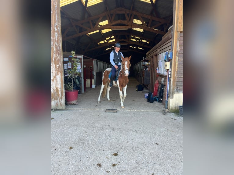 Paint Horse Castrone 3 Anni 155 cm Tobiano-tutti i colori in Sylvains Les Moulins