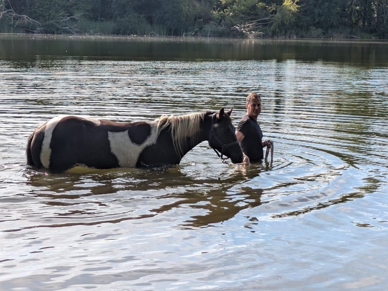 Paint Horse Mix Castrone 3 Anni 157 cm Pezzato in Wiendorf