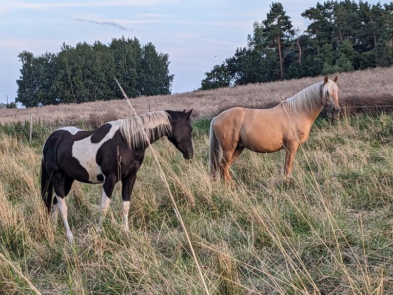 Paint Horse Mix Castrone 3 Anni 157 cm Pezzato in Wiendorf