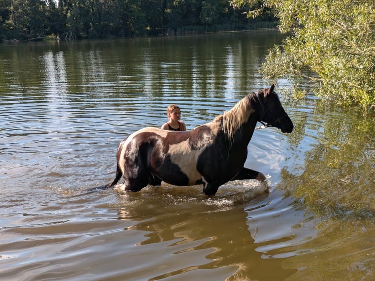 Paint Horse Mix Castrone 3 Anni 157 cm Pezzato in Wiendorf