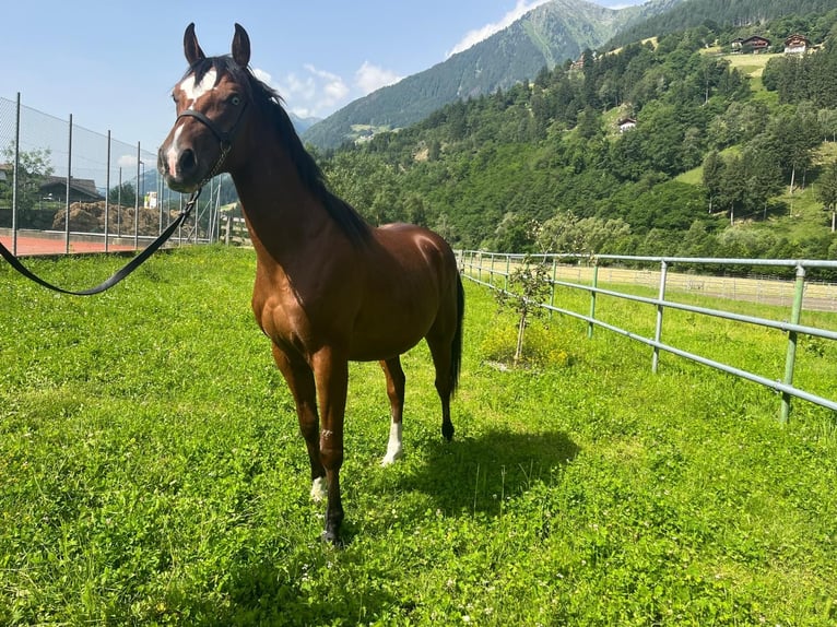 Paint Horse Castrone 3 Anni in Sankt Leonhard in Passeier