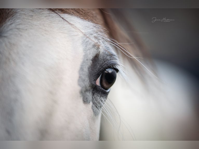 Paint Horse Castrone 3 Anni Pelle di daino in Neukirchen