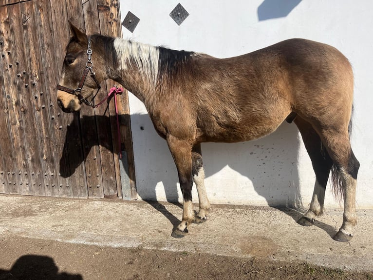 Paint Horse Castrone 3 Anni Pelle di daino in Sankt Leonhard in Passeier