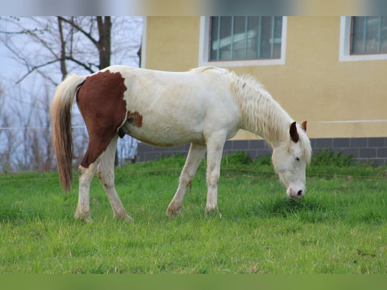 Paint Horse Mix Castrone 3 Anni Tovero-tutti i colori in GLOBOKO