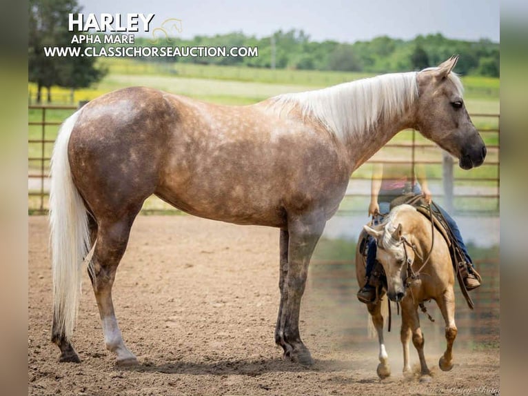 Paint Horse Castrone 4 Anni 142 cm Palomino in Auburn, KY