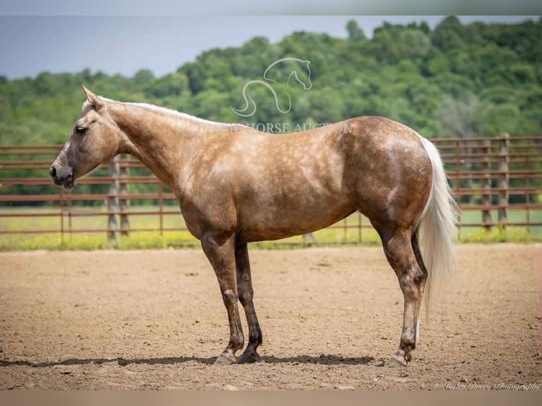 Paint Horse Castrone 4 Anni 142 cm Palomino in Auburn, KY