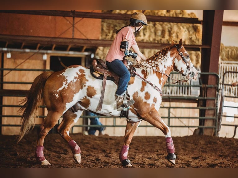 Paint Horse Castrone 4 Anni 142 cm Pezzato in Fort worth Texas