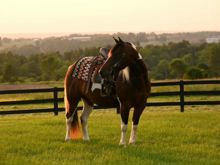 Paint Horse Castrone 4 Anni 142 cm Tobiano-tutti i colori in Fresno OH