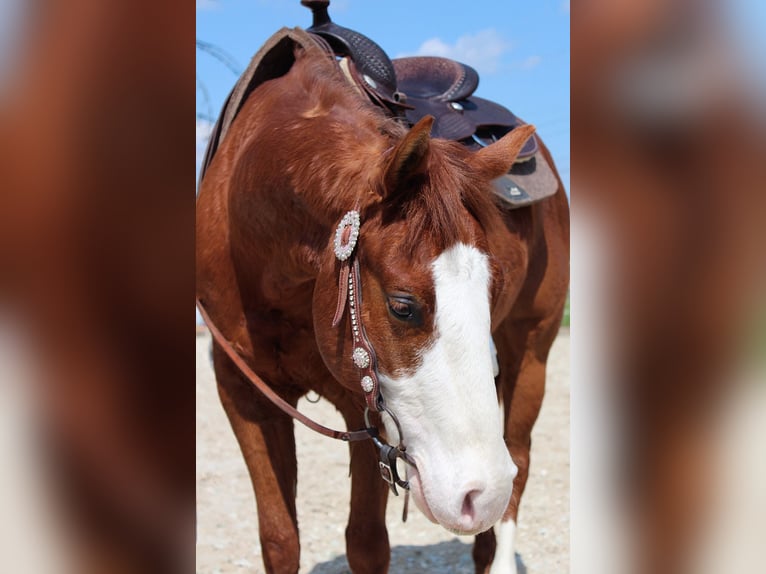 Paint Horse Castrone 4 Anni 145 cm Sauro in Lampertheim