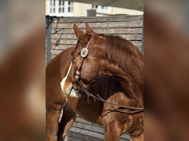 Paint Horse Castrone 4 Anni 145 cm Sauro in Lampertheim