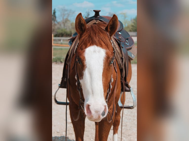 Paint Horse Castrone 4 Anni 145 cm Sauro in Lampertheim
