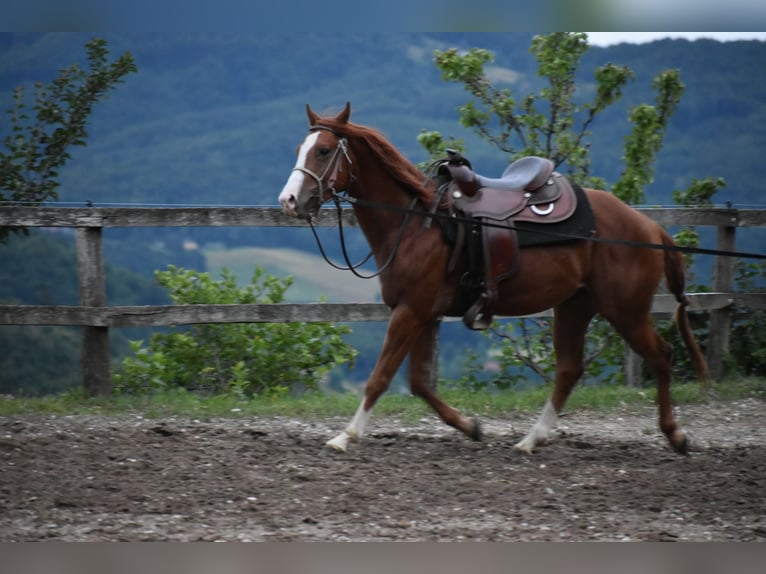 Paint Horse Castrone 4 Anni 150 cm Sauro ciliegia in Lesično