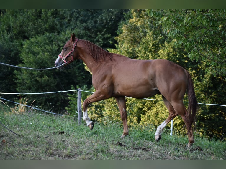 Paint Horse Castrone 4 Anni 150 cm Sauro ciliegia in Lesično