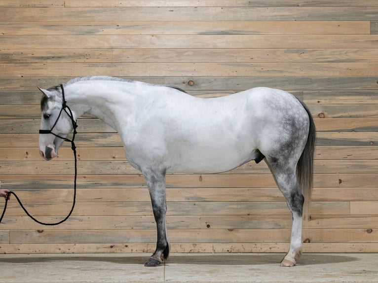 Paint Horse Castrone 4 Anni 152 cm Grigio in Dodgeville, WI