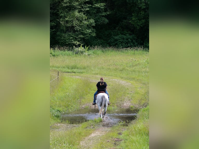 Paint Horse Castrone 4 Anni 152 cm Grigio in Dodgeville, WI