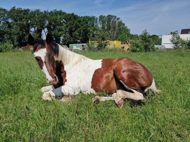Paint Horse Castrone 4 Anni 152 cm Pezzato in Swisttal
