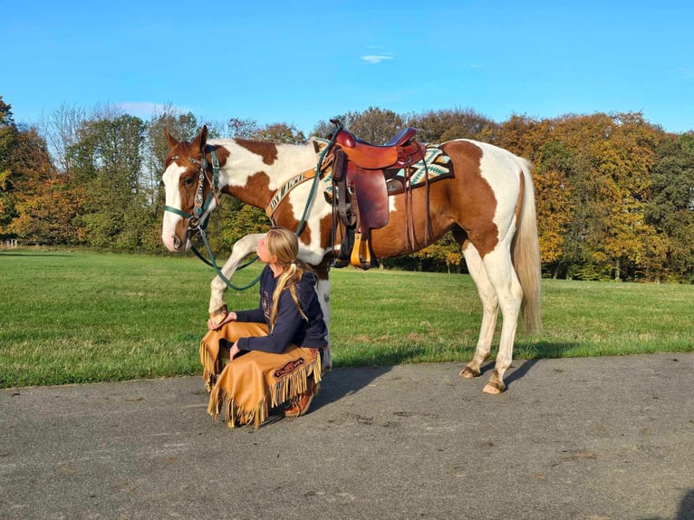 Paint Horse Castrone 4 Anni 152 cm Pezzato in Linkenbach