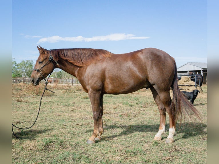 Paint Horse Castrone 4 Anni 152 cm Sauro scuro in Winnie