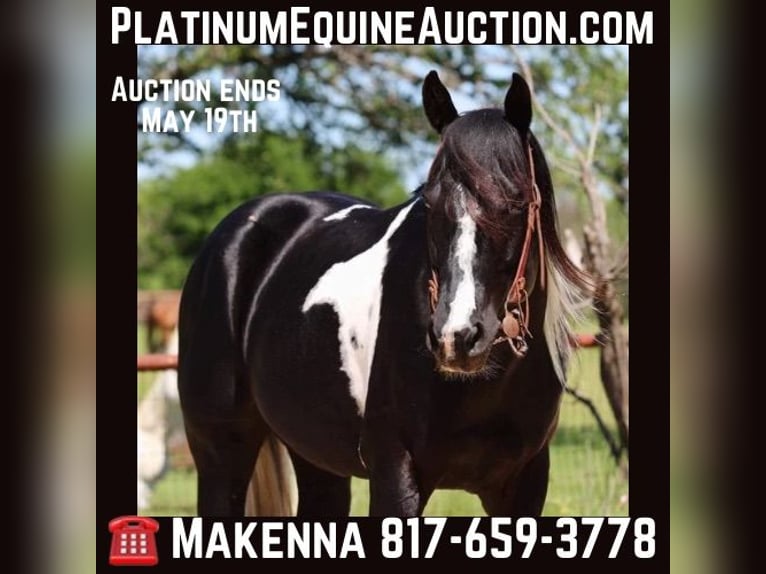 Paint Horse Castrone 4 Anni 152 cm Tobiano-tutti i colori in Breckenridge TX