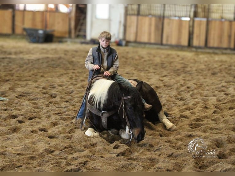 Paint Horse Castrone 4 Anni 152 cm Tobiano-tutti i colori in Ranchester, WY