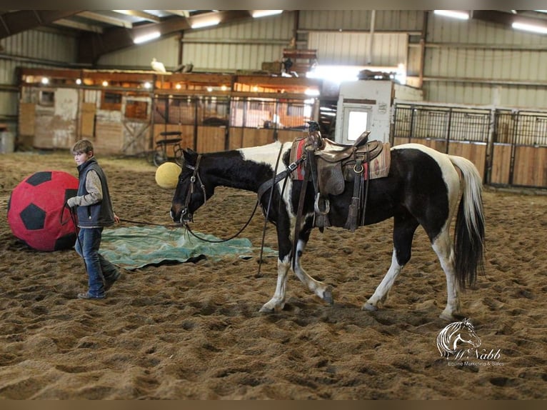 Paint Horse Castrone 4 Anni 152 cm Tobiano-tutti i colori in Ranchester, WY