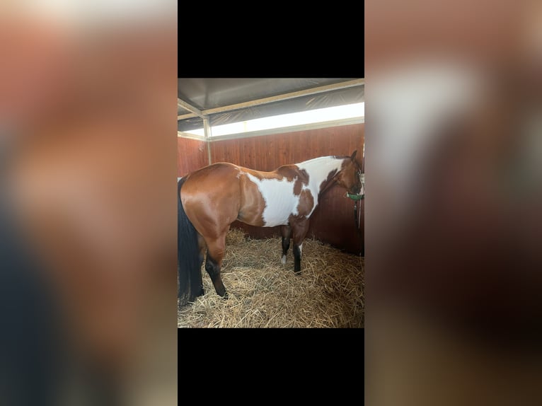 Paint Horse Castrone 4 Anni 154 cm Pezzato in Pratola Peligna