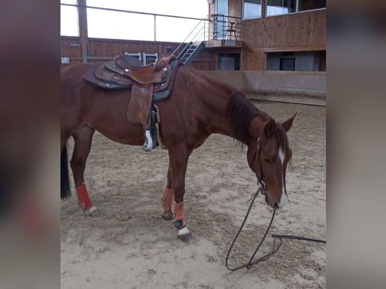 Paint Horse Castrone 4 Anni 155 cm Sauro in Hochdorf