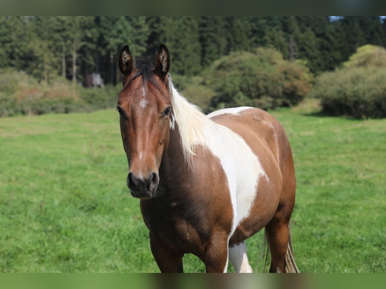 Paint Horse Mix Castrone 4 Anni 156 cm Pezzato in Betteldorf