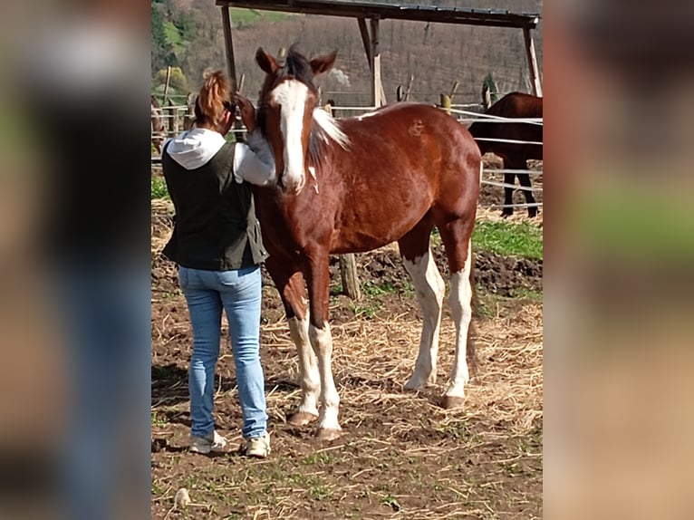 Paint Horse Castrone 4 Anni 158 cm Pezzato in Castelnuovo Garfagnana