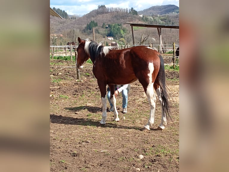 Paint Horse Castrone 4 Anni 158 cm Pezzato in Castelnuovo Garfagnana