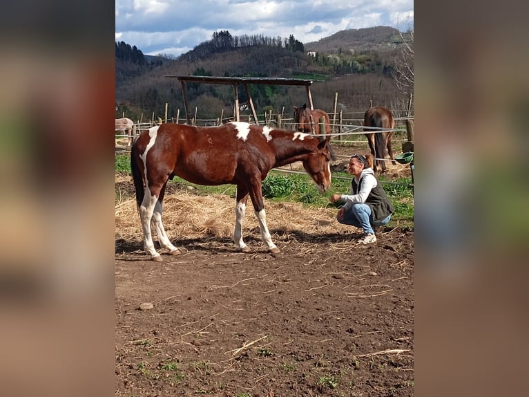 Paint Horse Castrone 4 Anni 158 cm Pezzato in Castelnuovo Garfagnana