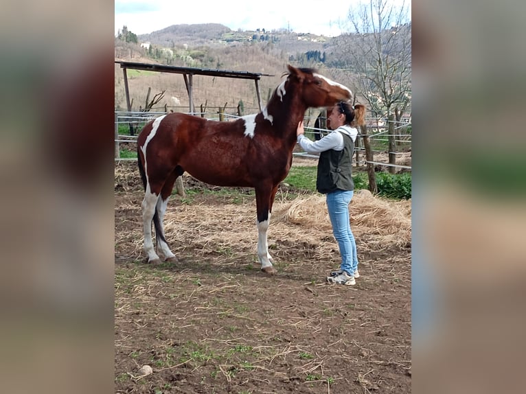 Paint Horse Castrone 4 Anni 158 cm Pezzato in Castelnuovo Garfagnana