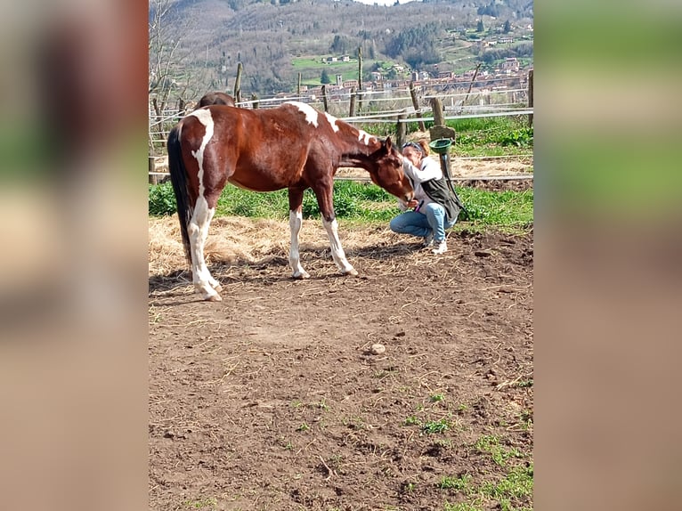 Paint Horse Castrone 4 Anni 158 cm Pezzato in Castelnuovo Garfagnana