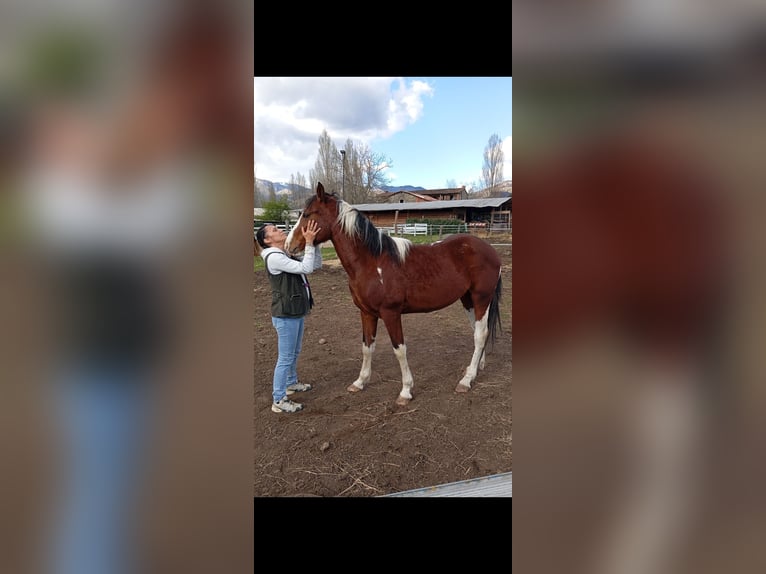 Paint Horse Castrone 4 Anni 158 cm Pezzato in Castelnuovo Garfagnana