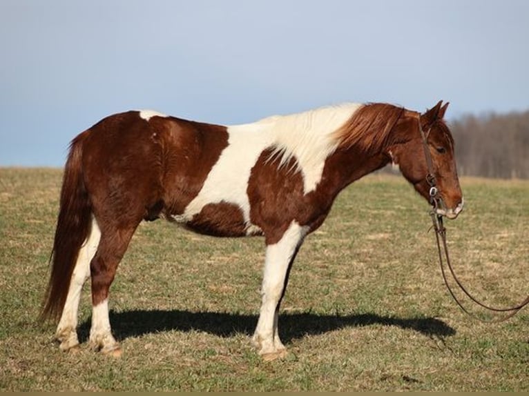 Paint Horse Castrone 5 Anni 145 cm Sauro scuro in Somerset