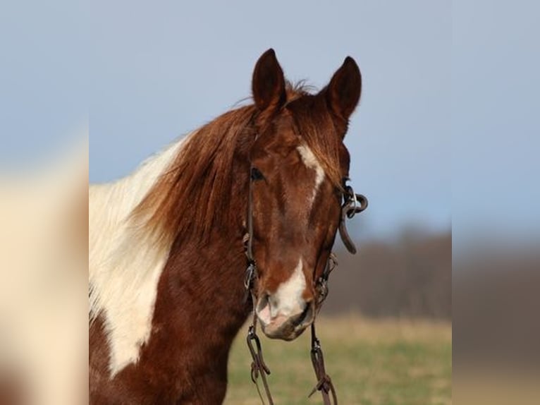 Paint Horse Castrone 5 Anni 145 cm Sauro scuro in Somerset