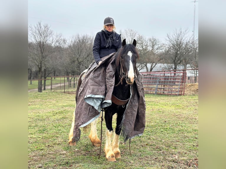 Paint Horse Castrone 5 Anni 145 cm Tobiano-tutti i colori in Jacksboro TX