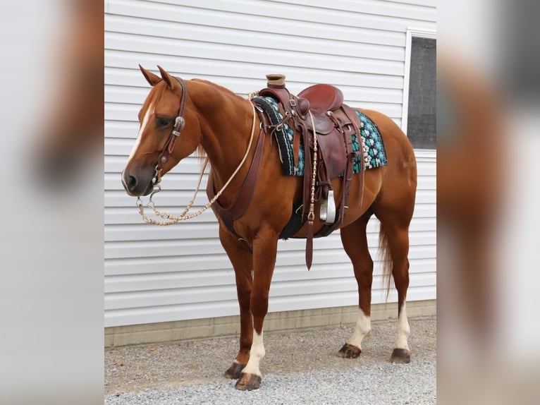 Paint Horse Castrone 5 Anni 147 cm Sauro ciliegia in Dundee, OH