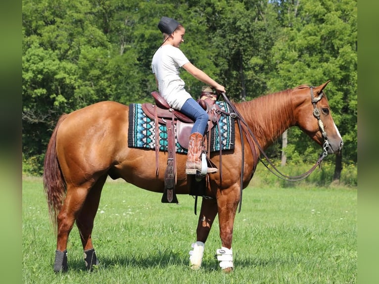 Paint Horse Castrone 5 Anni 147 cm Sauro ciliegia in Dundee, OH