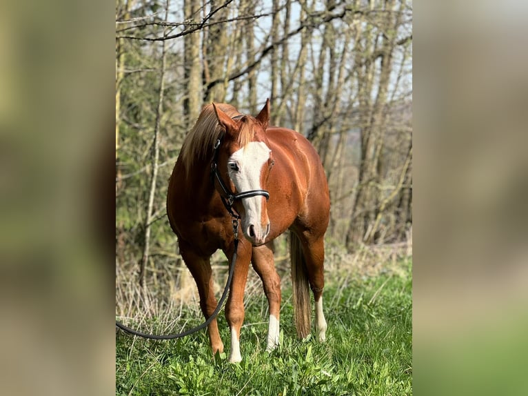 Paint Horse Castrone 5 Anni 147 cm Sauro in Allenbach