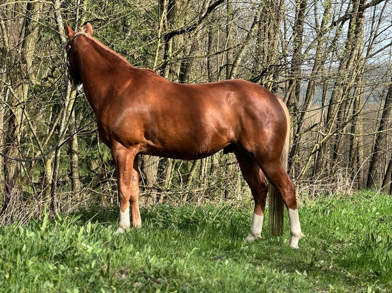 Paint Horse Castrone 5 Anni 147 cm Sauro in Allenbach