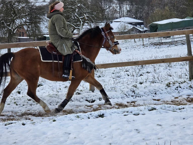 Paint Horse Mix Castrone 5 Anni 150 cm Baio in Linkenbach