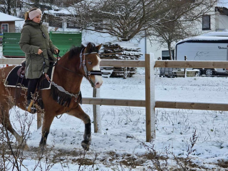 Paint Horse Mix Castrone 5 Anni 150 cm Baio in Linkenbach