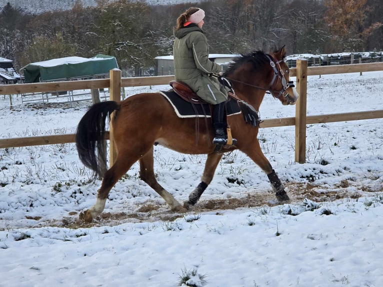 Paint Horse Mix Castrone 5 Anni 150 cm Baio in Linkenbach