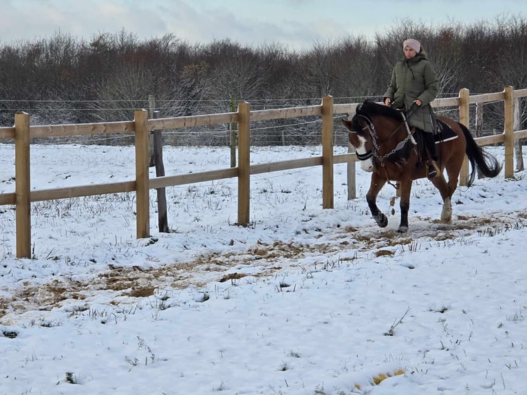 Paint Horse Mix Castrone 5 Anni 150 cm Baio in Linkenbach