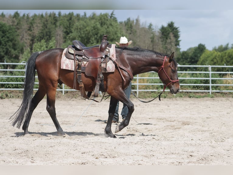 Paint Horse Castrone 5 Anni 150 cm Baio scuro in Varel